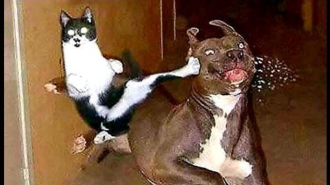 Pawsitively Hilarious | The Ultimate Cat and Dog Comedy Compilation of 2023! #Part5