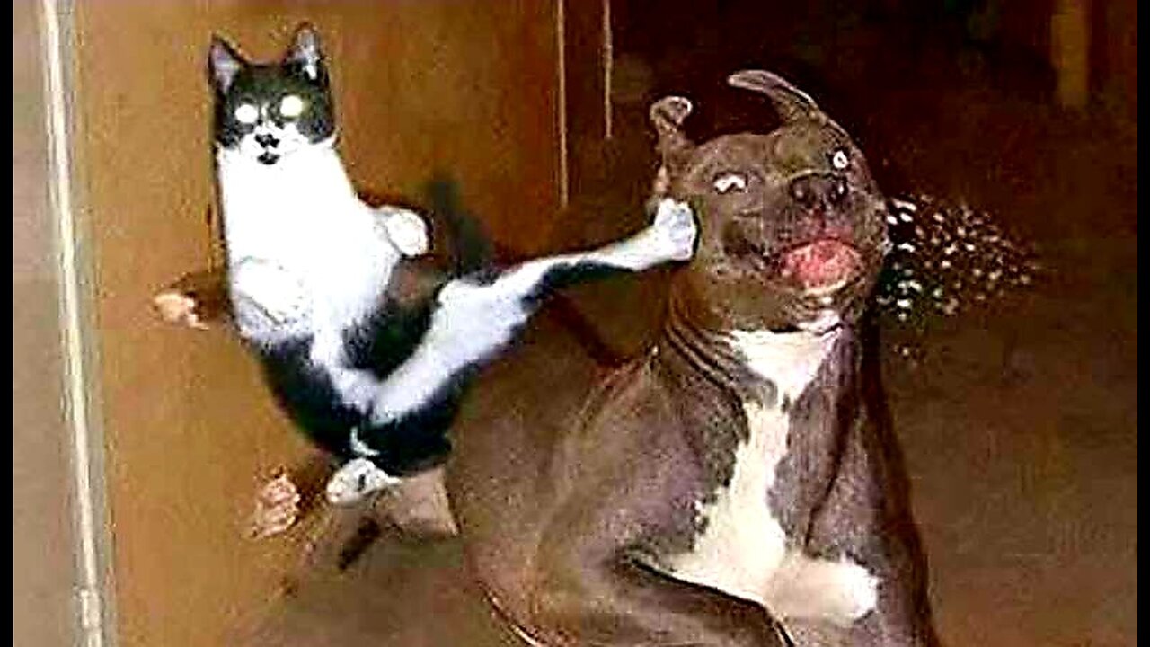Pawsitively Hilarious | The Ultimate Cat and Dog Comedy Compilation of 2023! #Part5