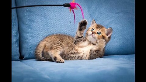 Kitties playing with their toys! SO ADORABLE 😻😻😻