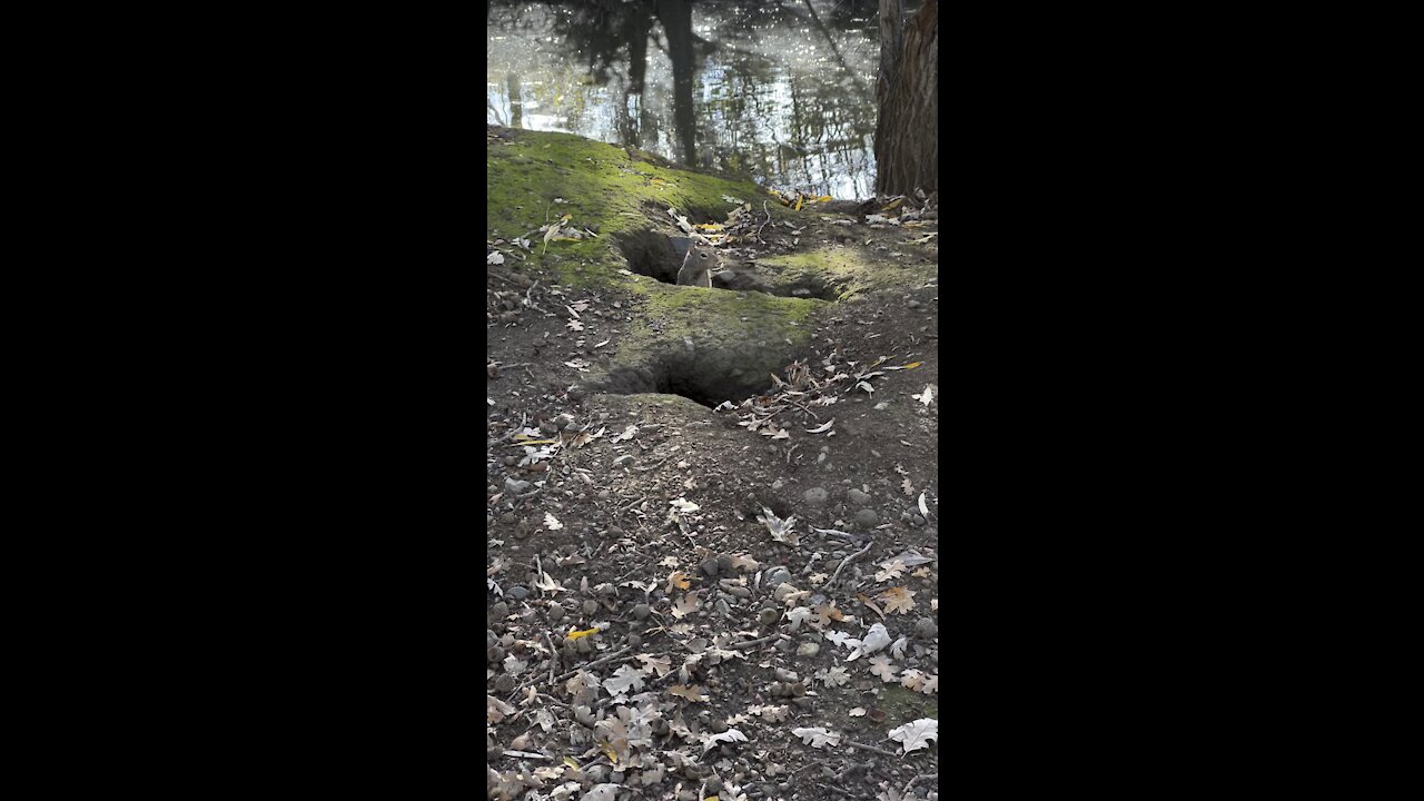 Ground Squirrel Watching Me from Its Burrow