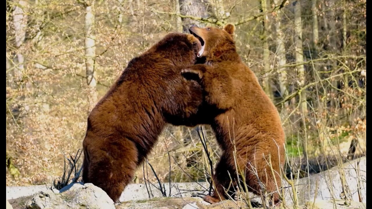 BEARS FIGHT FOR FOOD IN THE FOREST IN HD