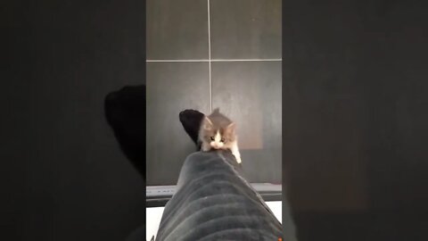 Hey, put that thing down and play with me!