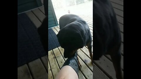Rottweiler These Boots Were Made For Walking Not Chewing! 😂 #rottweiler #shorts 💖