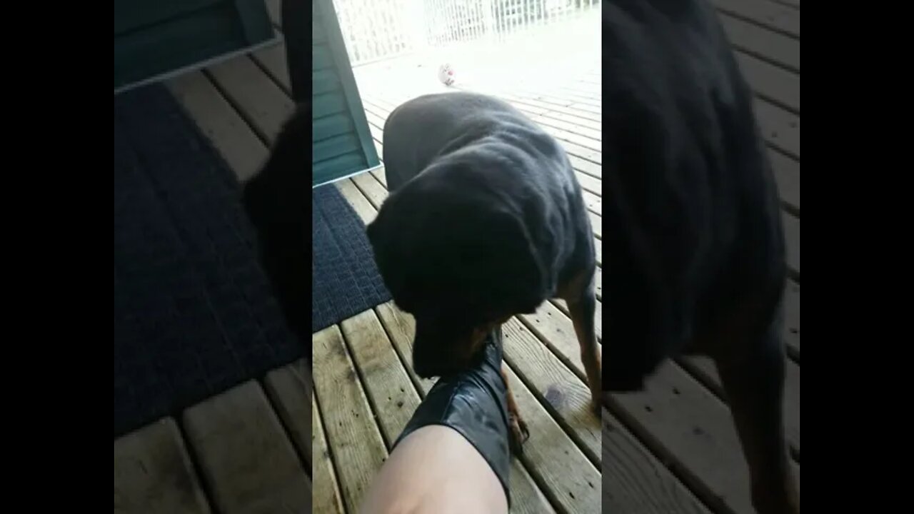 Rottweiler These Boots Were Made For Walking Not Chewing! 😂 #rottweiler #shorts 💖