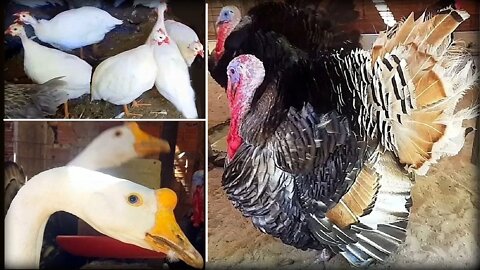 Passeio na feira: Capotes/guiné, galinhas, IG, patos, perus, gansa botando ovo