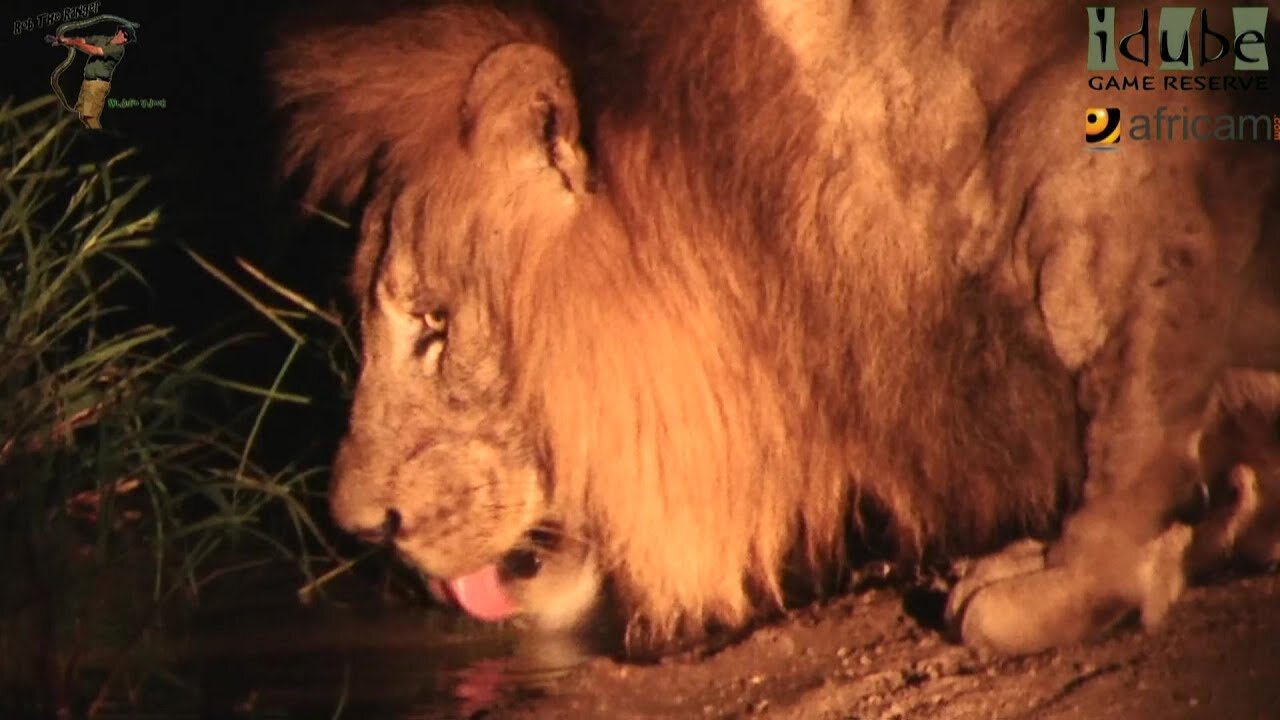 Thirsty, Big, Male Lion In Africa