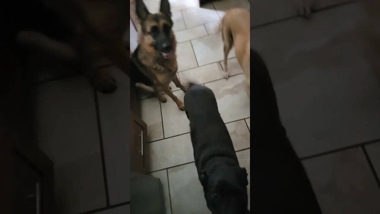 I like dags 🐕