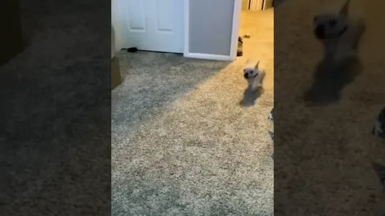 When you tell your child you are still awake, awesome dog