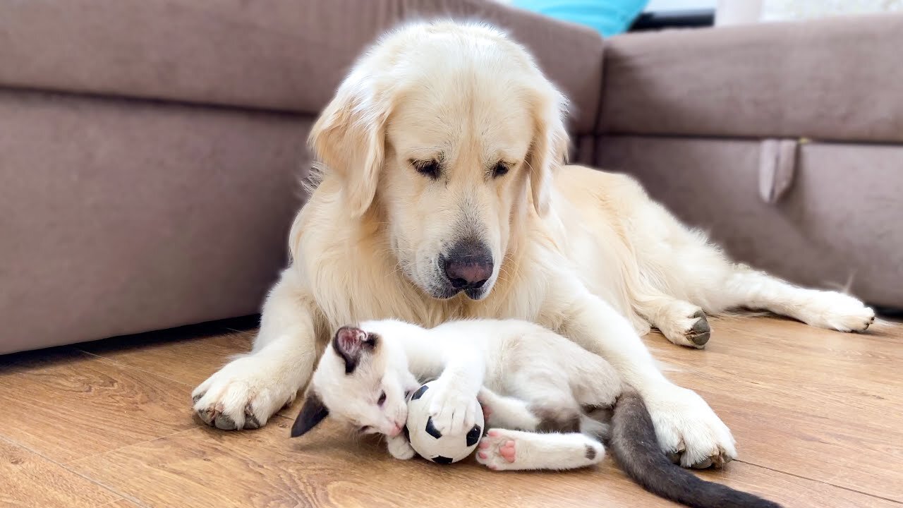 Baby Kitten Playing with Golden Retriever Ball