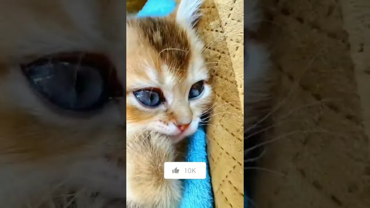 Kucing Lucu😻Funny | Cute Pets