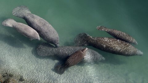 New Strategies Being Implemented to Save Manatees