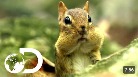 Cute Animals | Nat Geo | Disney+