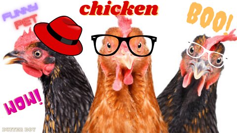 🤣🤣🐔||Funny chicken video compilation||🤣🤣🐔