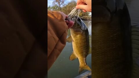 ANGRY River Smallmouth CRUSHES Chatterbait! #bassfishing #fishing