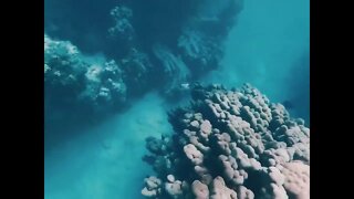 Porcupine Fish - Hawaii