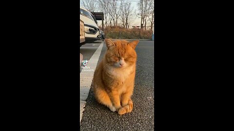 Very cute cat sleep on the road vvvfunny