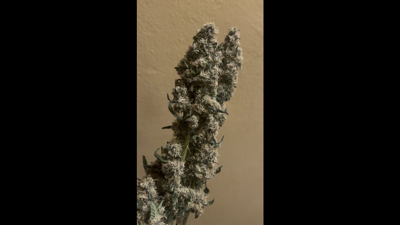 KhaliFa Kush