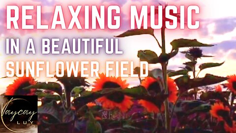 Sunflower field: relaxing music • calming music • Sleep Instantly • sleep music • Stress Relief 💤🌟