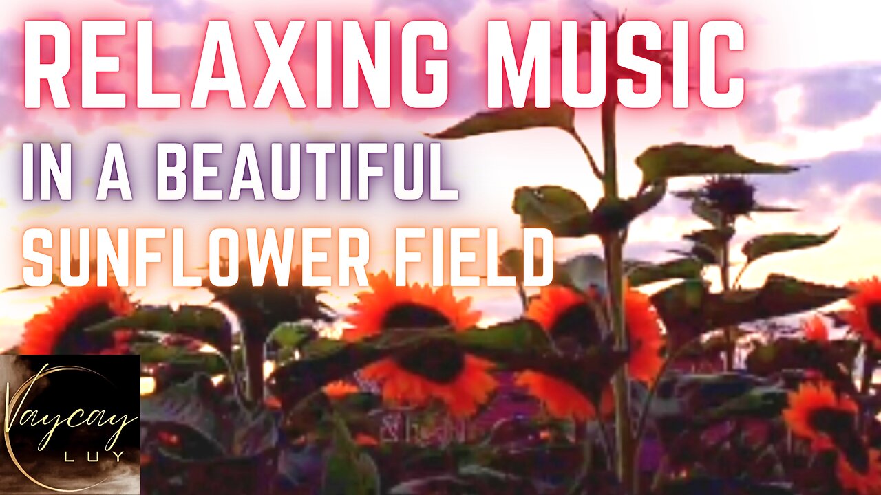 Sunflower field: relaxing music • calming music • Sleep Instantly • sleep music • Stress Relief 💤🌟