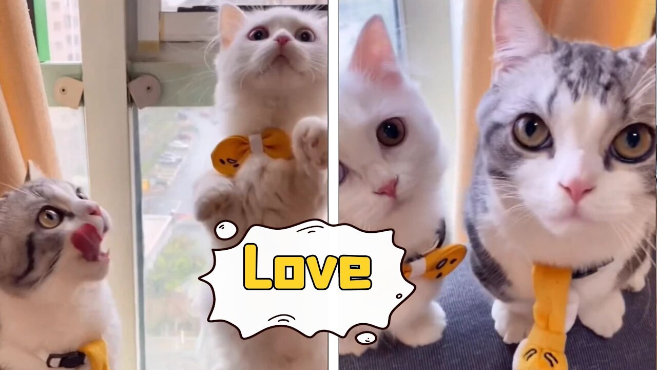 Two little greedy cats more and more love, cute pet debut plan