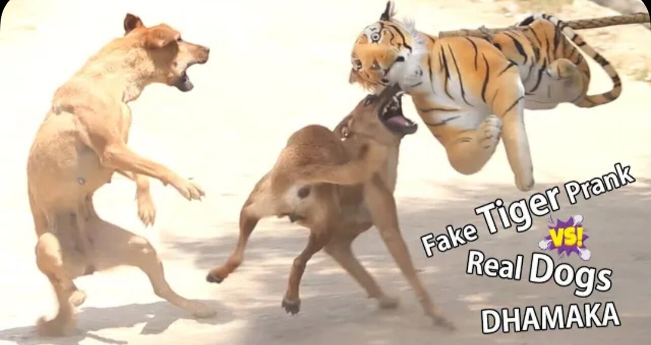 Fake tiger prank video dog funny video