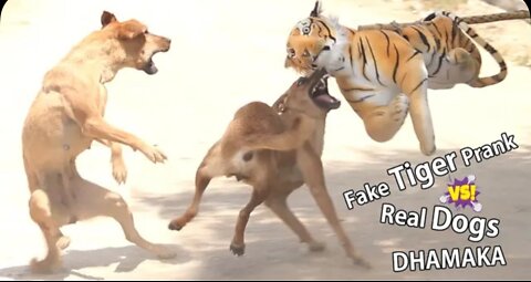 Fake tiger prank video dog funny video