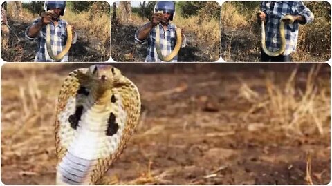 Cobra Catching TV: Dig a cave to catch a Snake Episode 11| How to catch a india cobra