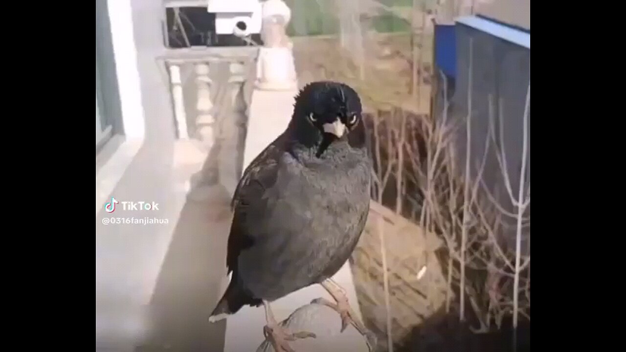 Singing chiness bird 😂😂😂