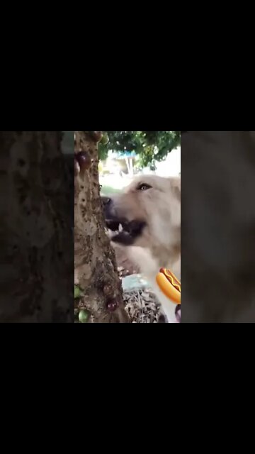 Cachorro Comendo jabuticaba 🤪👏🏻 #short