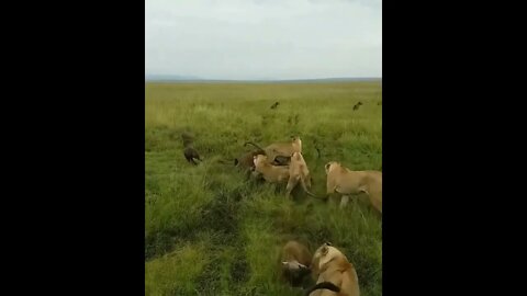 lions big fight Video, lions best Video, African lions Kills Video shorts #r150shorts #youtubeshorts