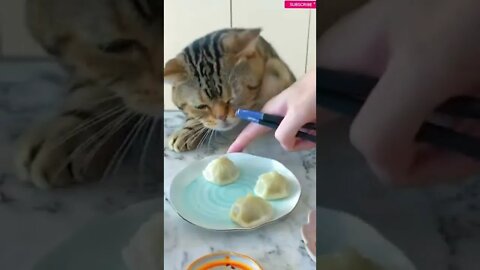 cute cat videos 😹 funny videos 😂 589 😻