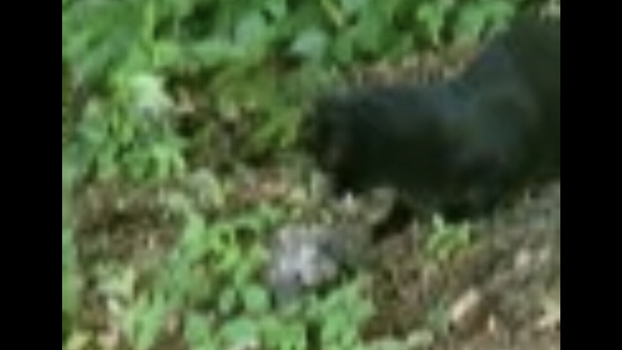 Cat catching a bird amazing hunter cat attack on bird funny