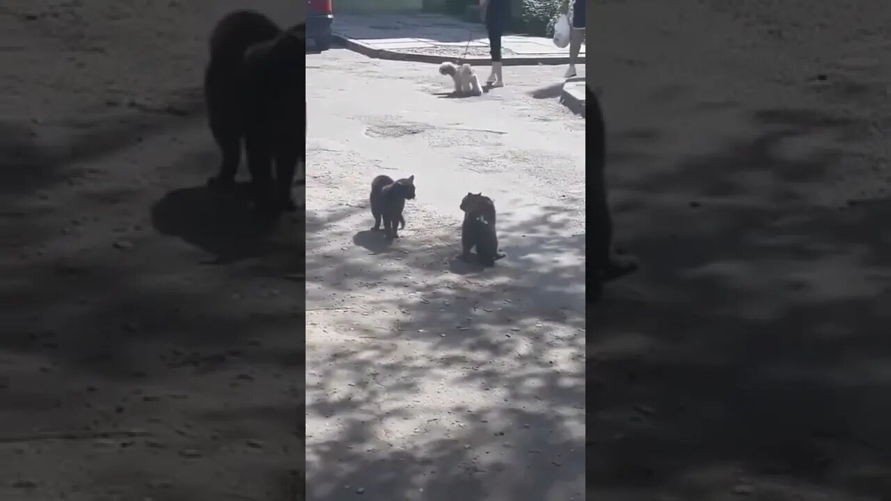 What a way to escalate a fight