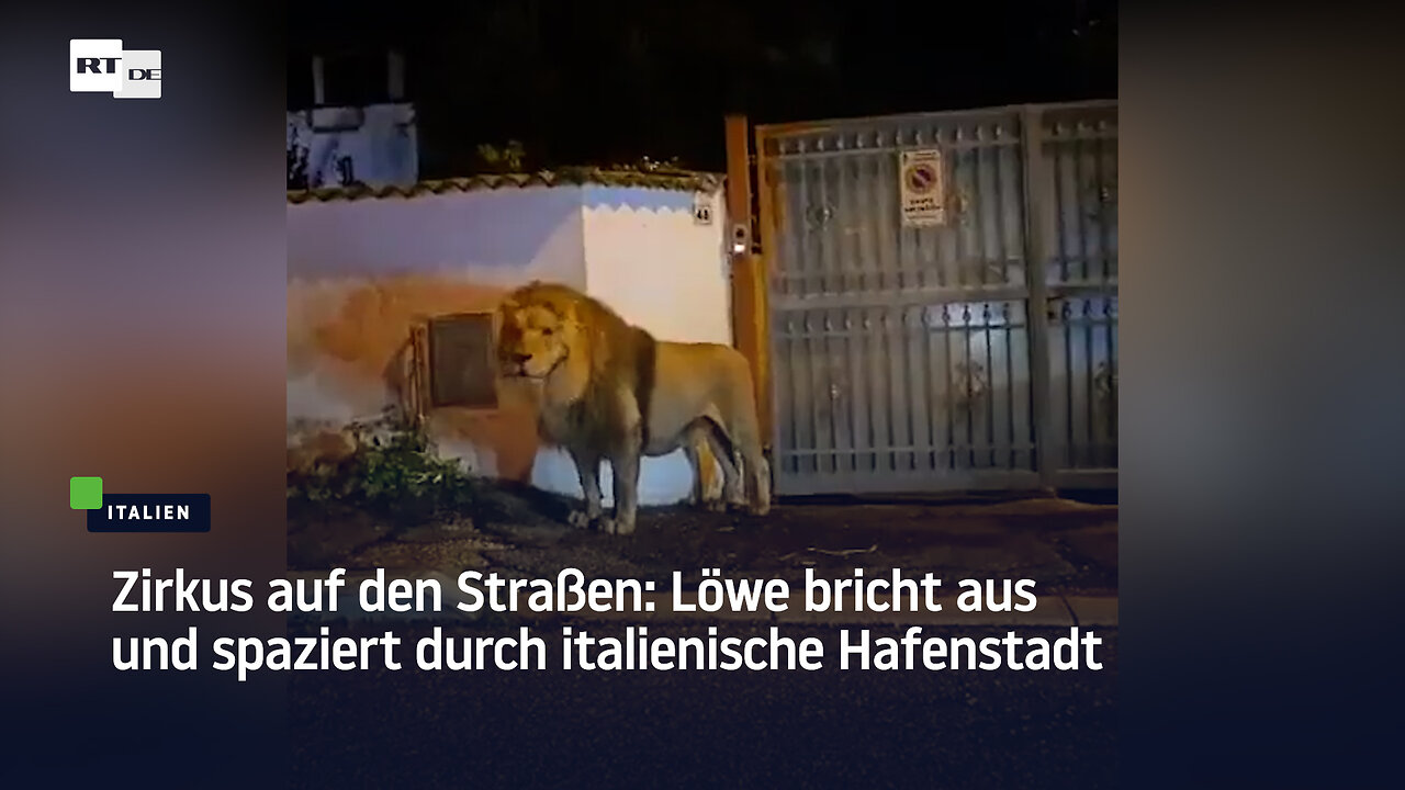 Zirkus auf den Straßen: Löwe spaziert durch italienische Hafenstadt