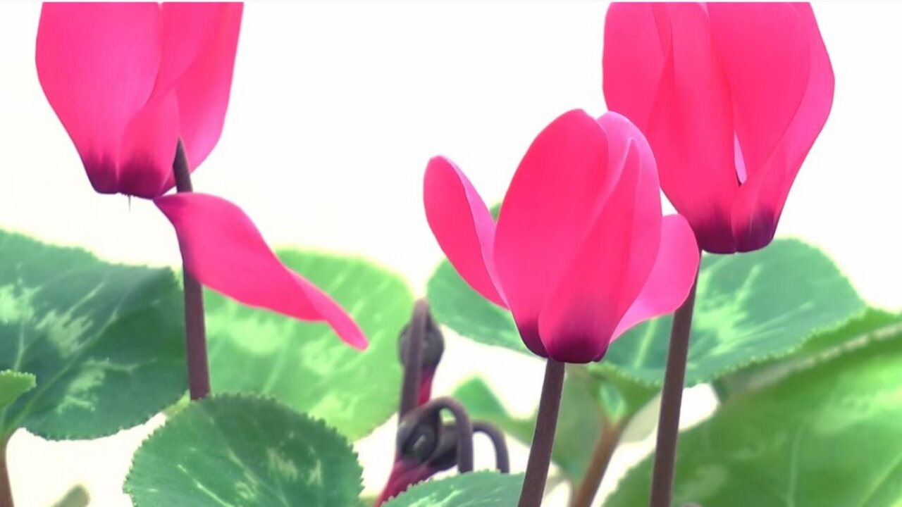 Blooming Cyclamen Time Lapse