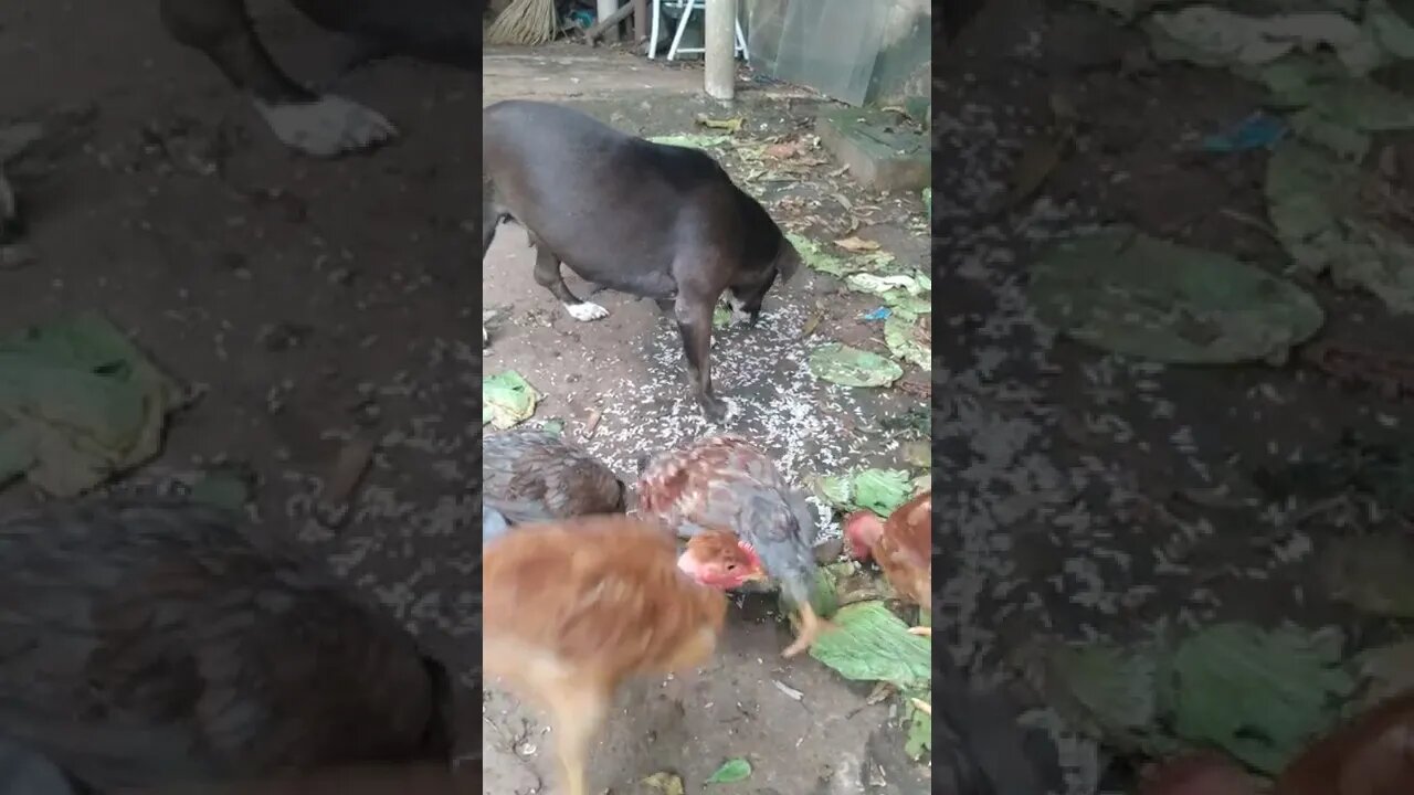 a dog and chickens coexisting peacefully(uma cachorra e galinhas convivendo pacificamente)