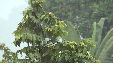 Heavy rain on trees & thunderstorm