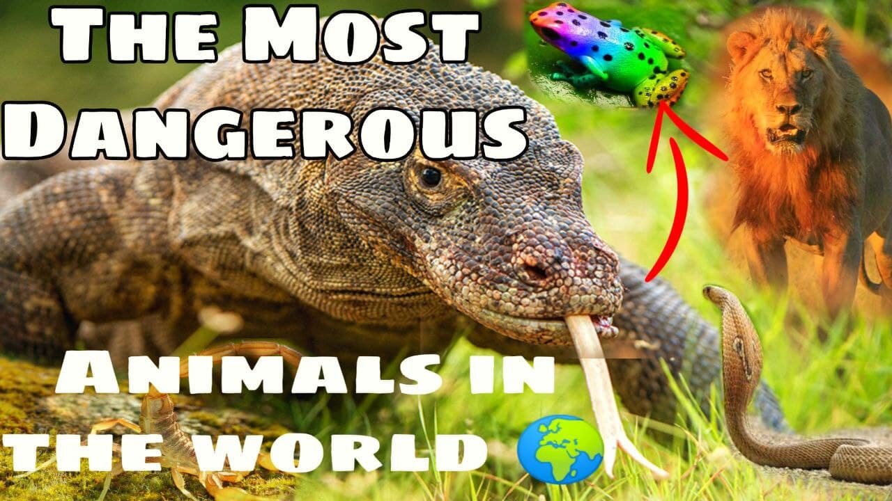 The 14 Most Dangerous Animals in the World 2021 you should know