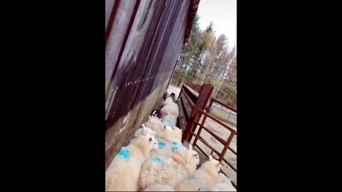 Sheep dog clears traffic jam..🐕🐾😅