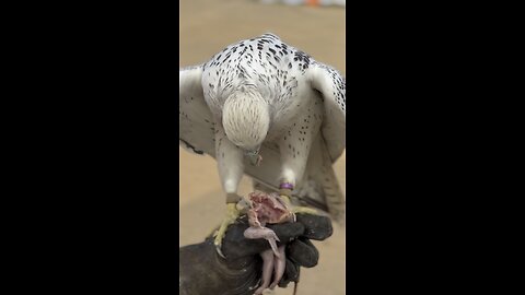 UAE falconry