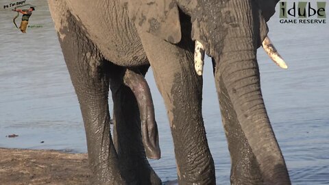 Elephant Have Long...... Trunks - Elephants Have Long Trunks!