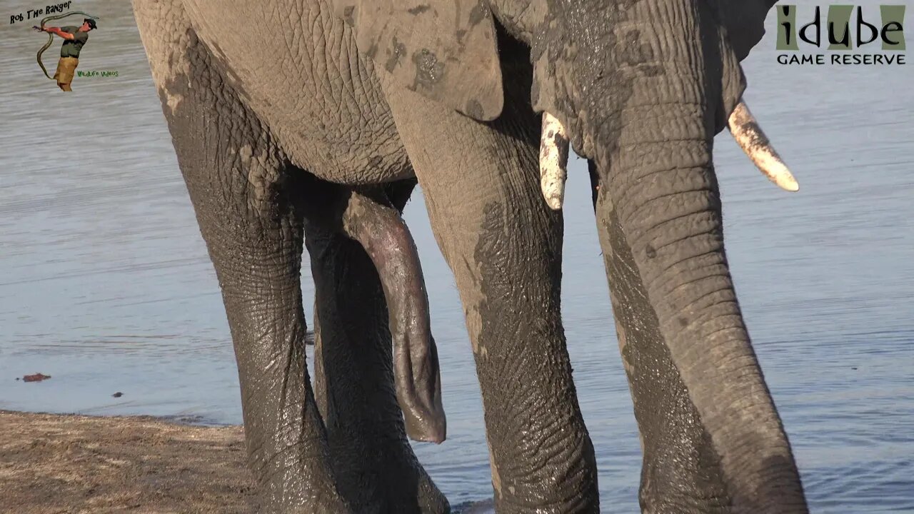 Elephant Have Long...... Trunks - Elephants Have Long Trunks!