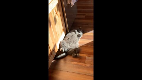Gus