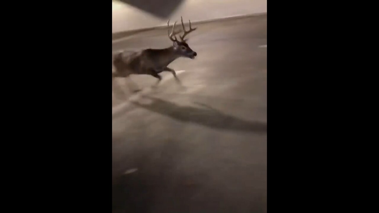 Deer running