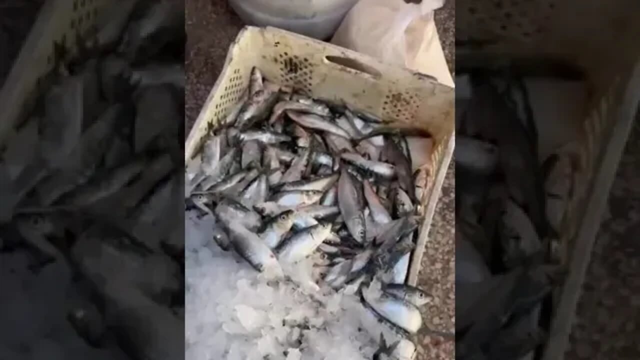 شحال وصل عندكم ثمن السردين 🤔🤔 مع ذكر المدينة .. احنا الخير موجود او الرخا لله
