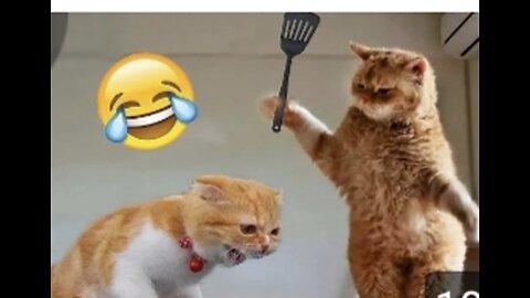 Funny animals video 🤣🤣