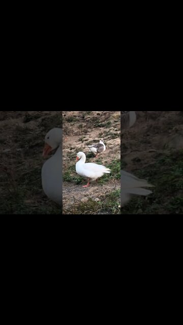 A chat with my geese 😊