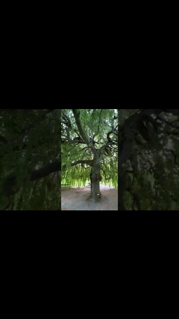 Walking Under a Weeping Willow Tree