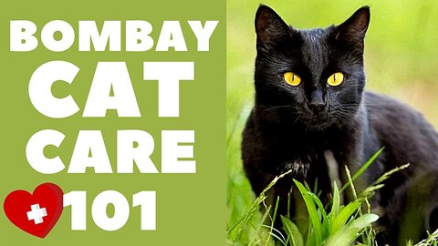 Bombay Cats : Cat Care