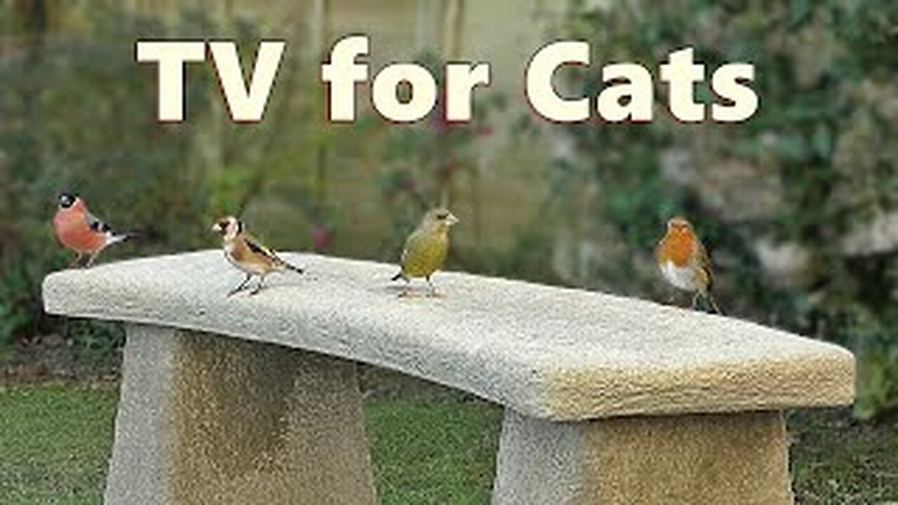 Cat TV Birds ~ Bird Sounds for Cats ⭐ 10 HOURS ⭐